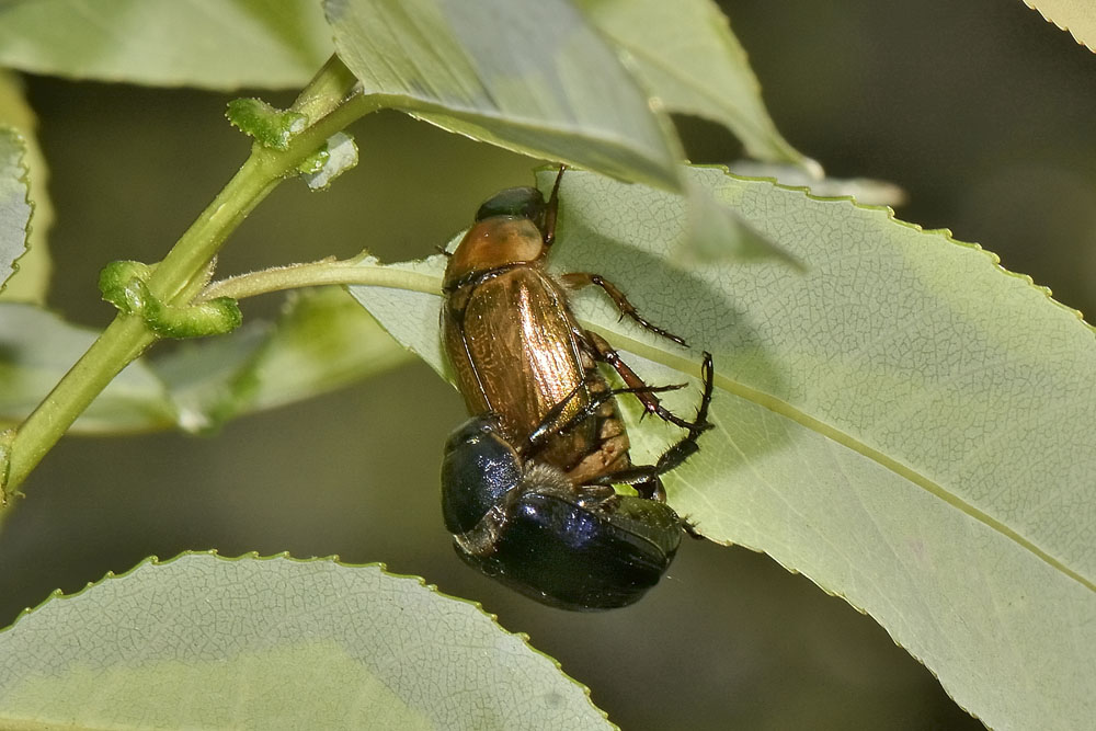 Anomala dubia, Rutelidae
